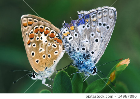 butterfly love 14967890