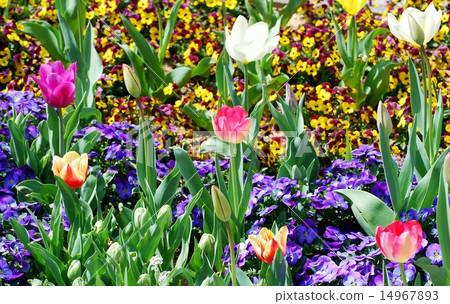 Spring garden Spring garden 14967893