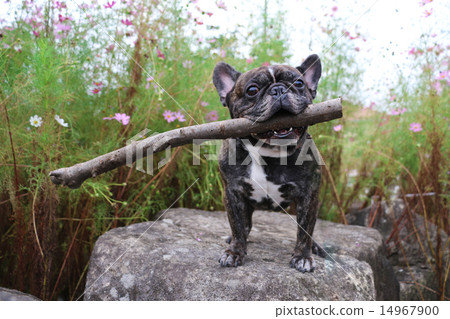 + Flebre's great adventure + + Flebre's great adventure + 14967900