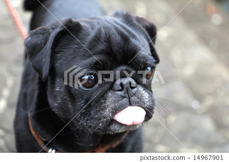 + Pug's twinkle everyday + + Pug's twinkle everyday + 14967901