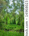 Green forest and river. 14968023