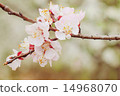 Beautiful cherry blossom. Natural background. 14968070