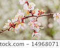 Beautiful cherry blossom. Natural image. 14968071