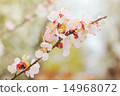 Cherry blossom. Natural background. 14968072