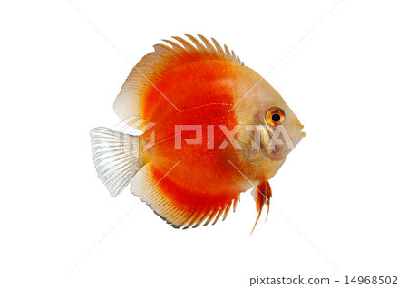 Orange Discus Fish Isolated on white Background 14968502