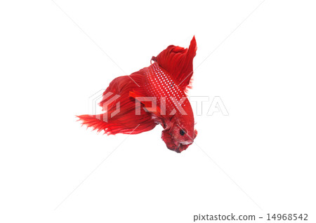 siam fighting fish on white background 14968542