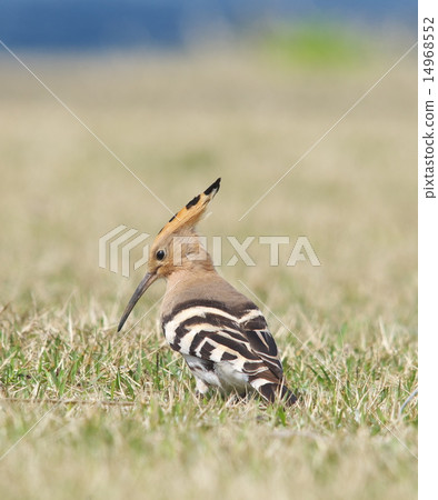 Young girls 14968552