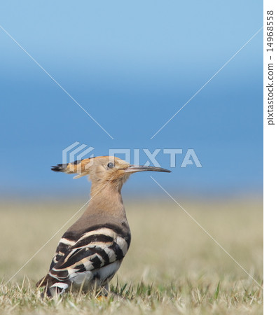 年輕女孩 年輕女孩 14968558