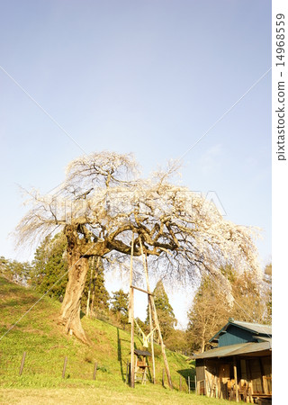 Weeping cherry blossoms in Shimoda 14968559
