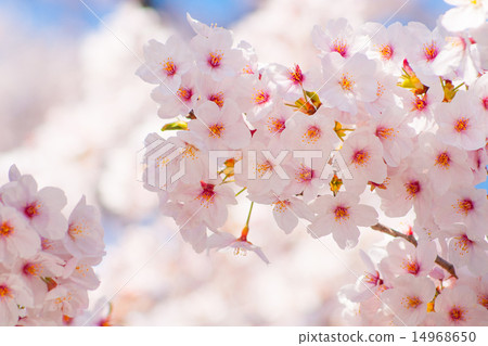 Cherry Blossoms Cherry Blossoms 14968650
