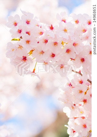 Cherry Blossoms Cherry Blossoms 14968651