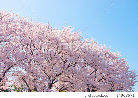 Cherry Blossoms Cherry Blossoms 14968671