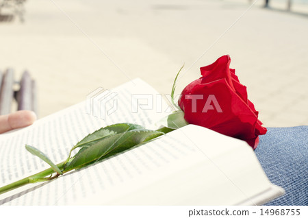 book and red rose for Sant Jordi, in Catalonia 14968755