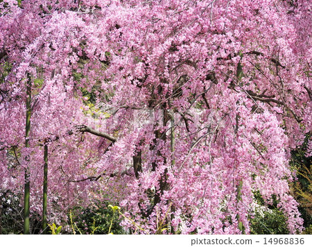 Cherry blossom view of Kyoto Garden Law King Kong Government 14968836