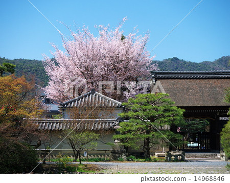 Umemiya Taisha神社的櫻花在京都Sakyoku區 Umemiya Taisha神社的櫻花在京都Sakyoku區 14968846