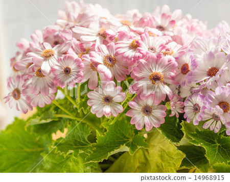 Cineraria 14968915
