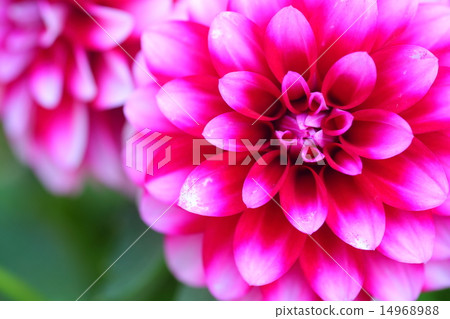 Spring flower  14968988