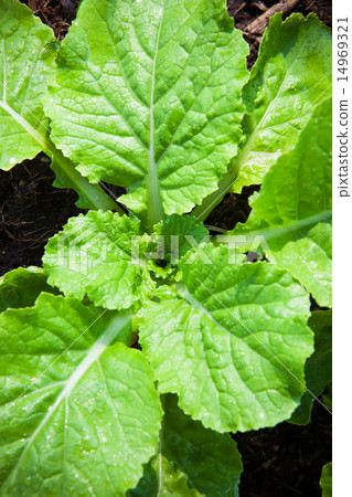 fresh vegetable in plant garden fresh vegetable in plant garden 14969321