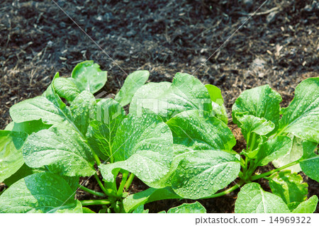 fresh vegetable in plant garden 14969322