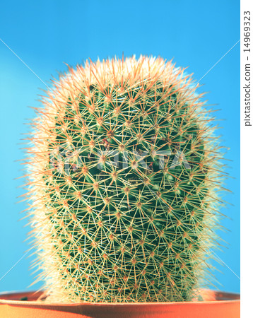 cactus succulent plant cactus succulent plant 14969323