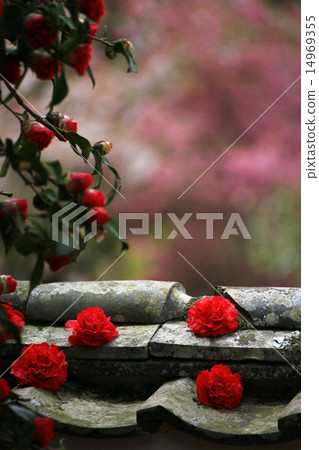 Camellia 080 Camellia 080 14969355