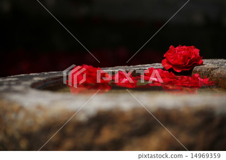 山茶花132 14969359