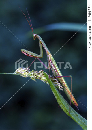 a mantis religiosa in pray 14969774