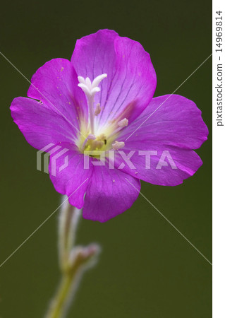 flower violet 14969814