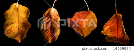 leafs and colors in autumn 14969923