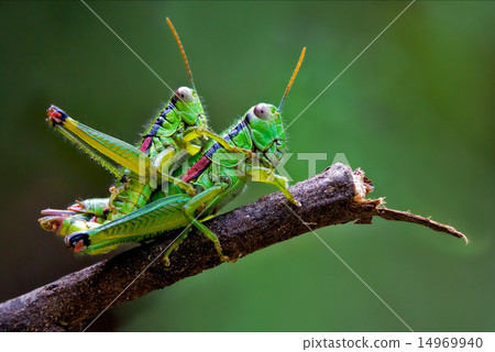 true love of grasshoppers 14969940