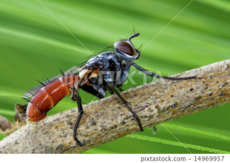 Tochinidae Cylindromia 14969957