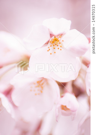 Cherry Blossoms Cherry Blossoms 14970315