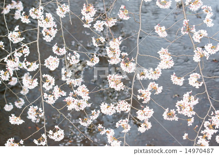 Cherry blossoms of Ooka River 14970487