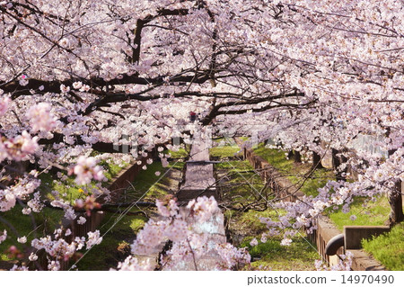 櫻花住吉 14970490