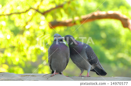 Dove of mating 14970577