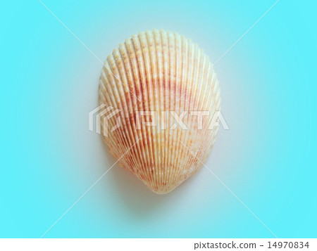 Sea shell. 14970834
