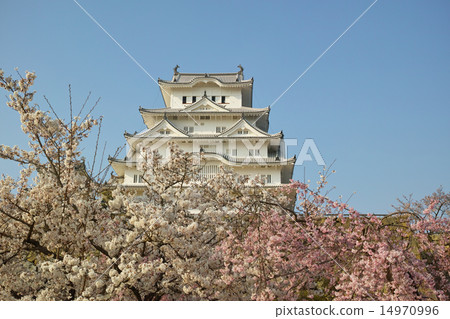 Himeji Castle and Sakura 14970996