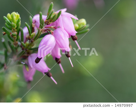 粉紅色和黑色janome Erika 粉紅色和黑色janome Erika 14970997