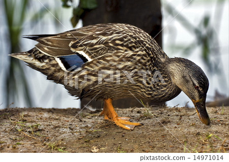 a duck eating in the earth 14971014