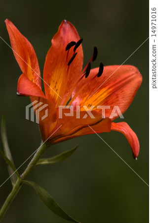 a lily in a garden a lily in a garden 14971016