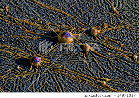 alien in the earth 14971017