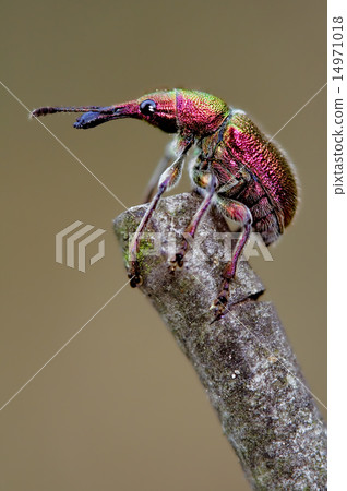 Attelabidae Rhynchites 14971018