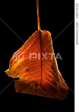 autumn and the left autumn and the left 14971019