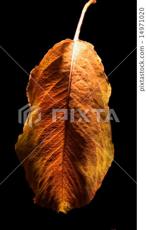 autumn and the leaf autumn and the leaf 14971020