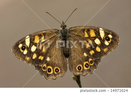 brown butterfly 14971024
