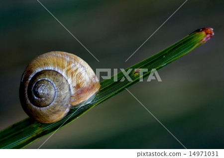 chiocciola su rametto 14971031