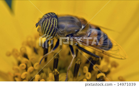 Dipterans 14971039