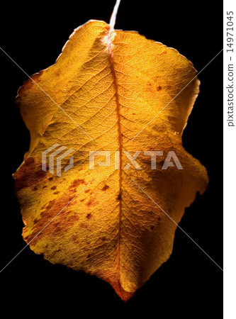 leaf in autumn 14971045
