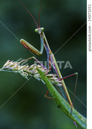look in the eyes of a mantis 14971051