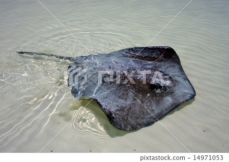 Manta in the water 14971053